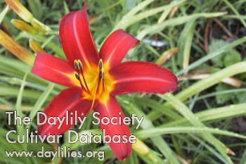 Daylily Bess Ross